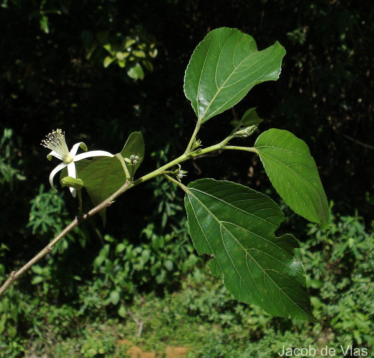 Grewia bracteata Roth
